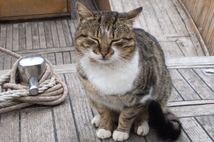 Cat on boat deck.