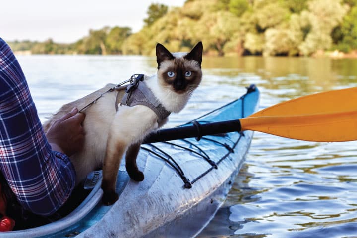 Cat on boat with leash.