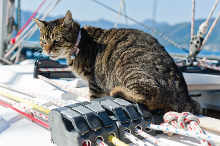 Cat on sailboat.