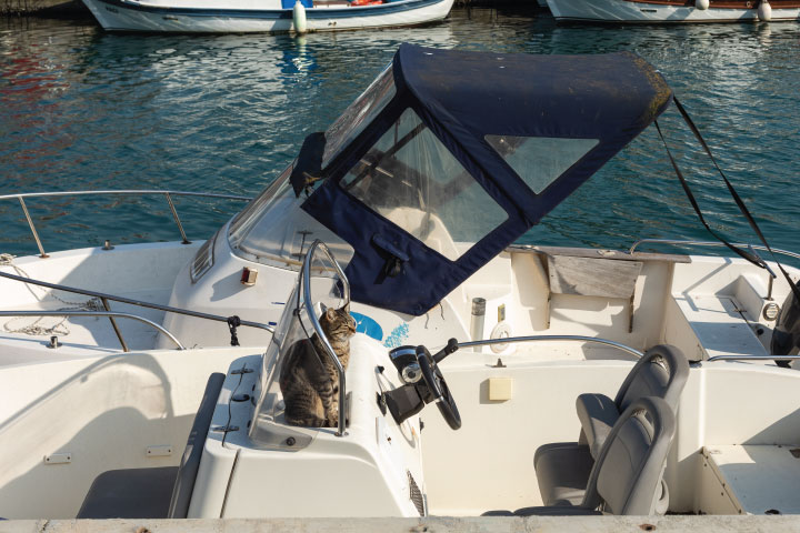 Cat on speedboat.