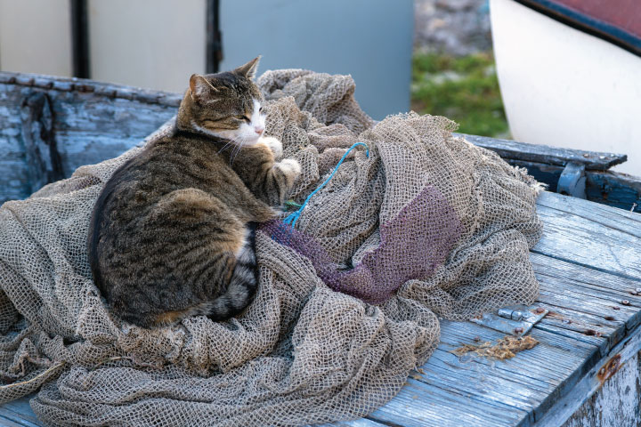 Cat sleeping on nets.