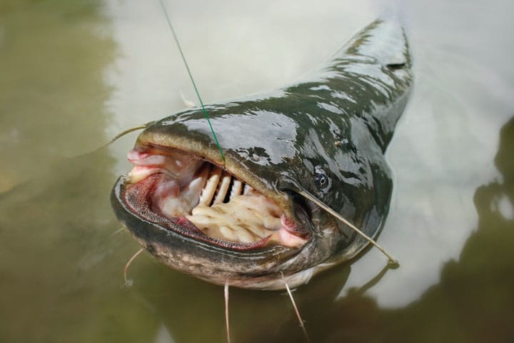 Catfish fishing in Beaver Lake, Arkansas.