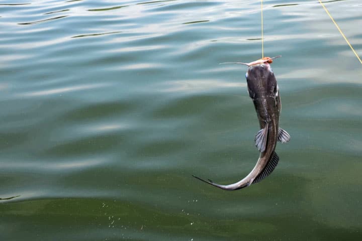 Catfish fishing in Lake Keowee.