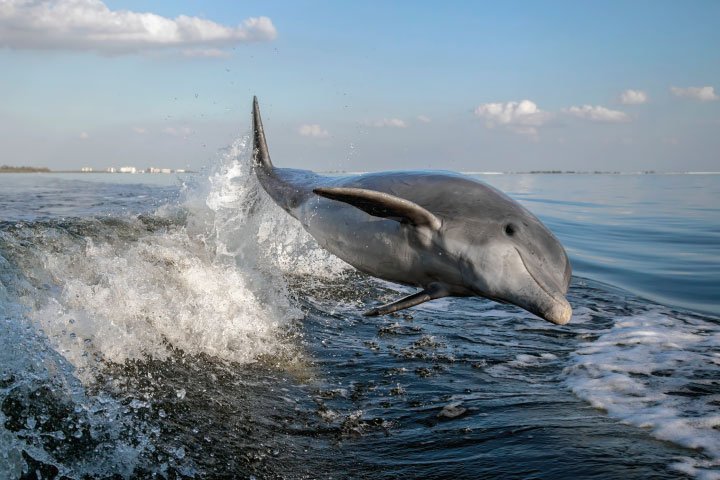 Dolphins swimming next to boat.