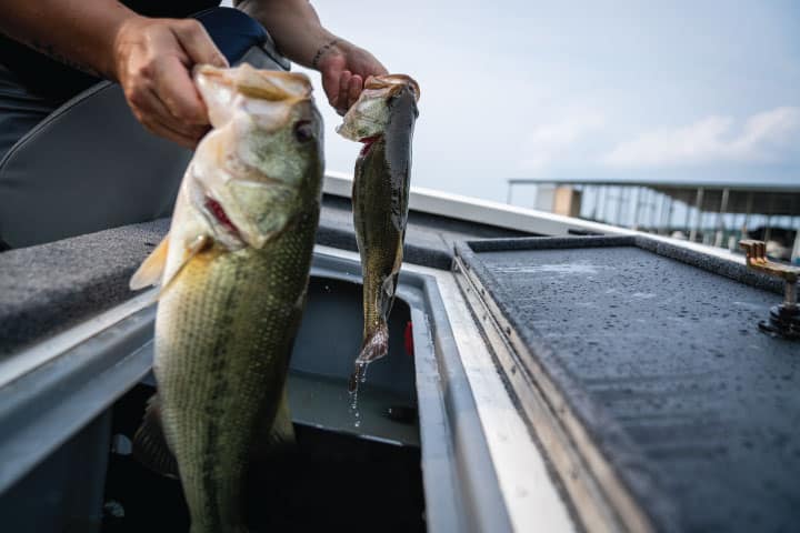 Largemouth bass fishing in Lake Ray Hubbard.