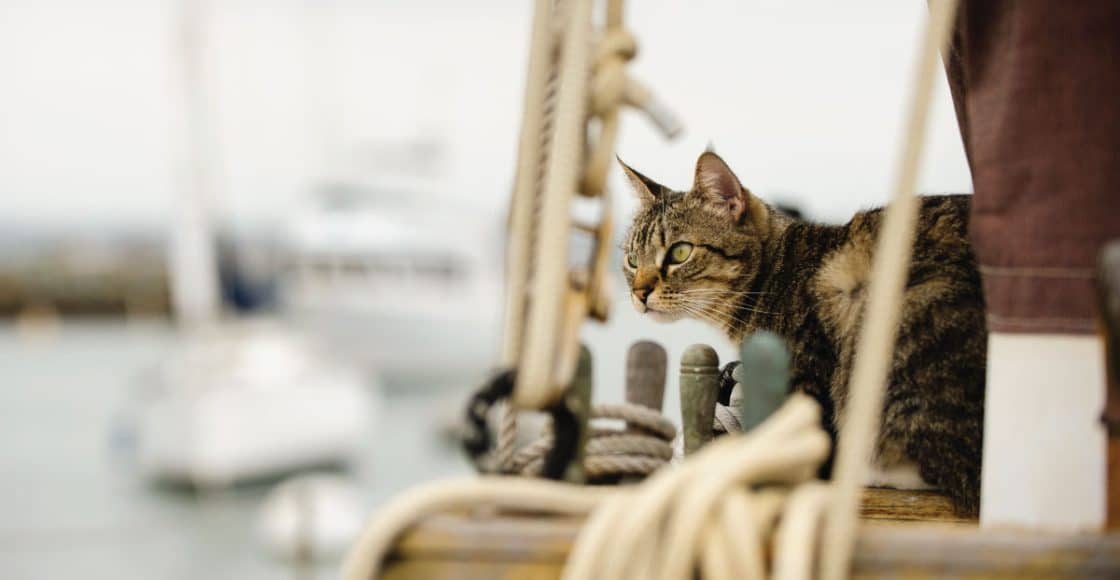 Tips for Boating With Cats.