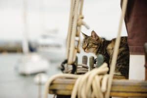 Tips for Boating With Cats.