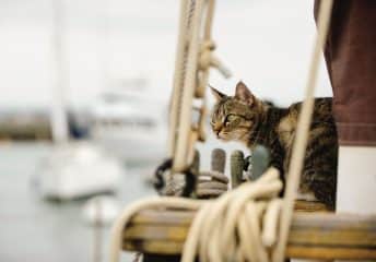 Tips for Boating With Cats.