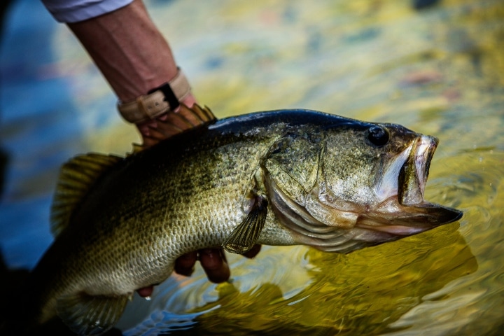 Cottonwood Cove Boat Guide-Largemouth bass fishing