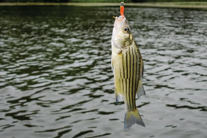 Striped bass fishing in Lake Texoma.