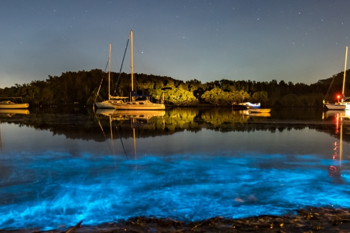 bioluminescence 2