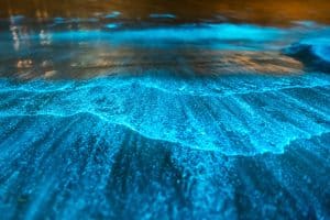 bioluminescence destinations