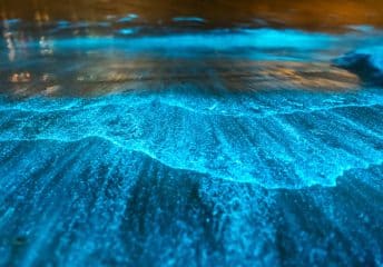 bioluminescence destinations