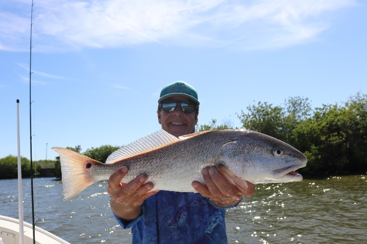 Redfish Tampa Bay