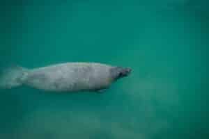 manatee sightings in biscayne