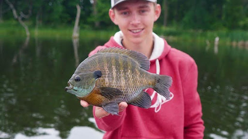 Bluegill caught fishing in the Midwest