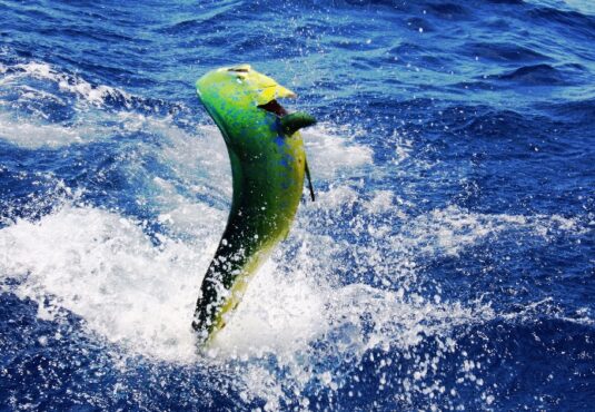 Mahi mahi fishing in Miami_boatsetter