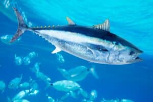 10 Top San Diego Fish Species