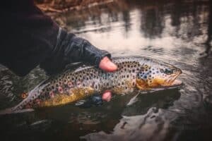 new mexico fishing spots