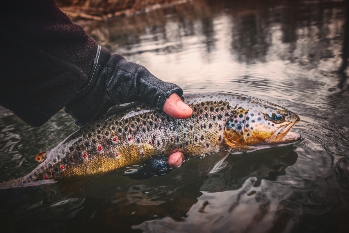 Explore the Best Fishing Spots in New Mexico