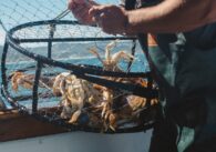 Best places in the US to go crabbing