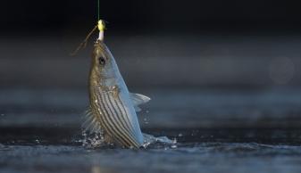 Striped Bass fishing