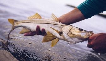 snook fishing